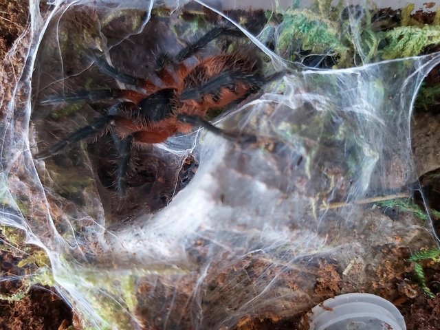 Preview of the first image of 2x Davus sp Panama - Lava Tarantula (males).