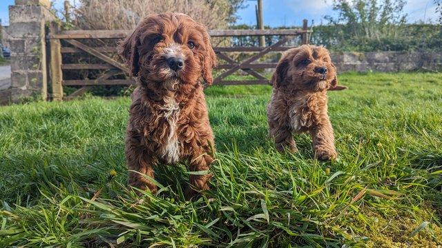 Preview of the first image of Gorgeous F1 toy cavapoo puppies - price reduced.