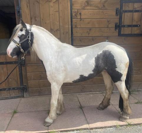 Image 3 of Cob mare 4 years old 12hh stoke on trent