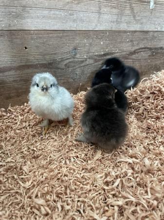 Image 2 of Chicks - Freshly Hatched to a Month Old