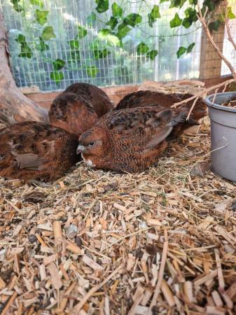 Image 1 of Red Tennessee Quail eggs/chicks Pre-order