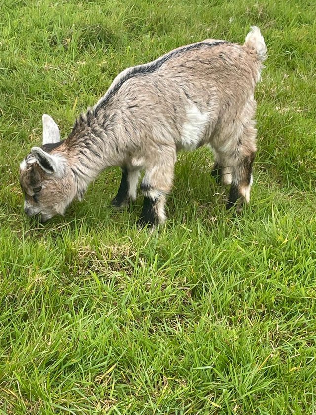Preview of the first image of Pygmy goat billy kid for sale.