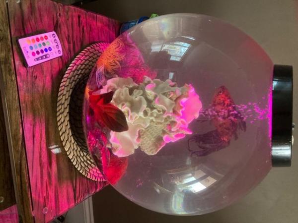 Image 4 of Bi-Orb 30 litre fish tank with many accessories