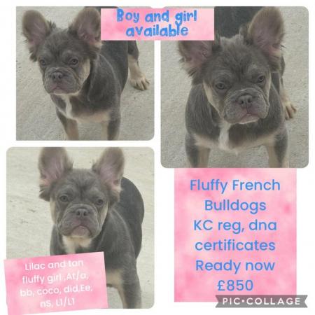 Image 1 of French bulldog puppies , ready now , KC reg , microchipped