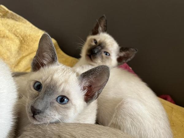 Image 4 of Adorable 100% pure Siamese kittens available