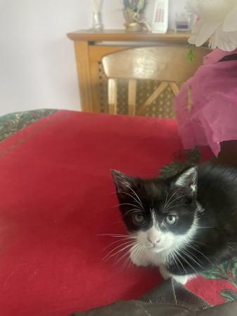 Image 28 of 7week old kittens for sale
