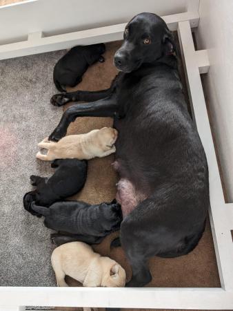 Image 2 of SHOW LINE HOME REARERED KC REG LABRADOR PUPPIES