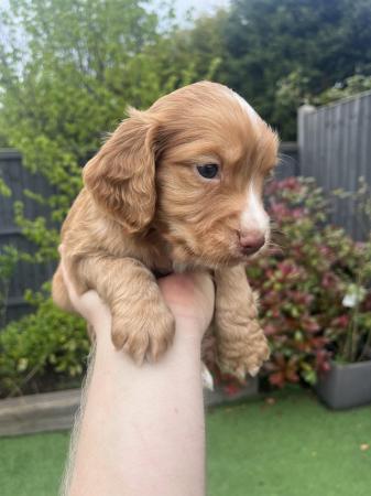 Image 3 of Working Cocker Spaniel Puppies