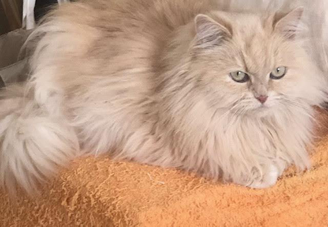 Image 5 of SIBERIAN FEMALE CAT 6 YEARS OLD