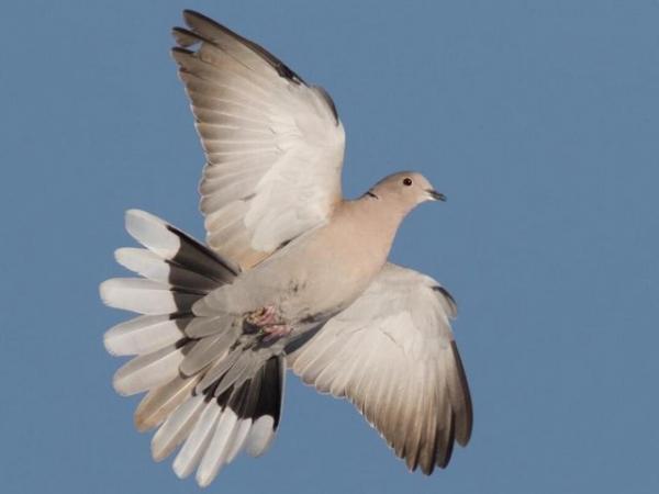 Image 4 of This years Barbary Doves £10 a pair.