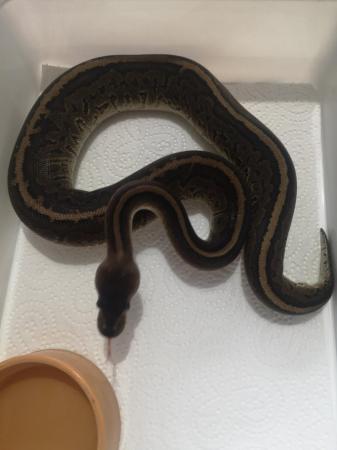 Image 1 of Female ball pythons for sale ready now