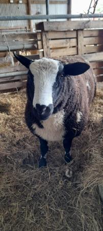 Image 3 of Dutch Spotted Ram Lamb for sale