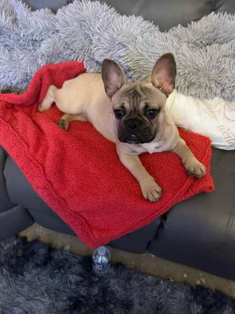 Image 2 of 9 month old frenchie female