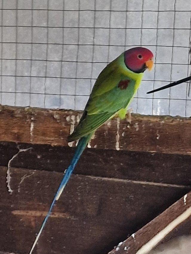 Birds Rehome Buy and Sell with zero fees Preloved