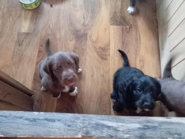 Image 4 of 3 Springer Cross puppies. *READY NOW*