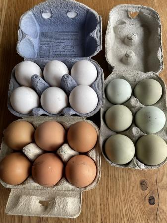 Image 1 of Hatching eggs chicken olive eggers Easter eggers cream legba
