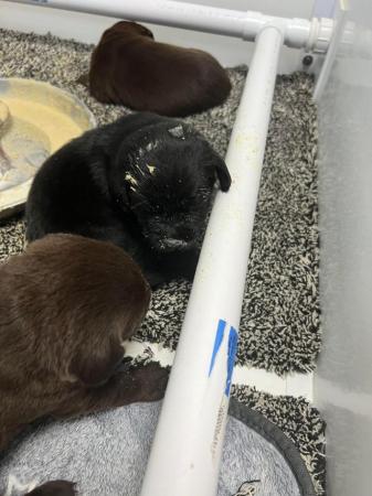 Image 6 of 1 LEFT READY NOW Gorgeous KC Reg Black Labrador Puppies