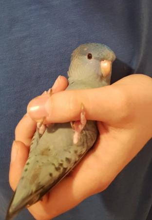 Image 1 of Most loving linolated parakeet for adoption