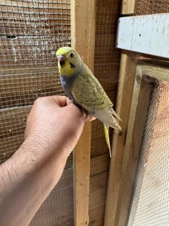 Image 8 of Baby budgies for sale £30 each collection mk404nn