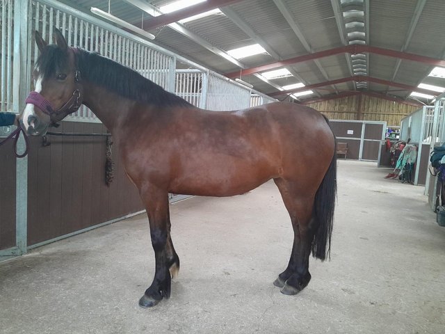 Preview of the first image of Beautiful Welsh Sec C Mare.