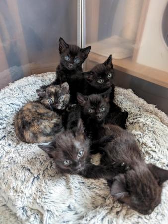 Image 8 of Gorgeous kittens ready to leave now