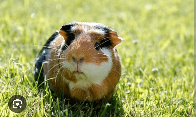 Image 1 of WANTED. 3/4 female guineapigs