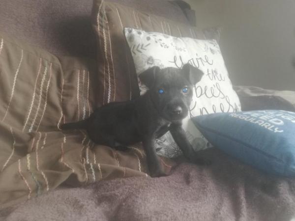 Image 6 of Patterdale terrier pups ready now little livewires