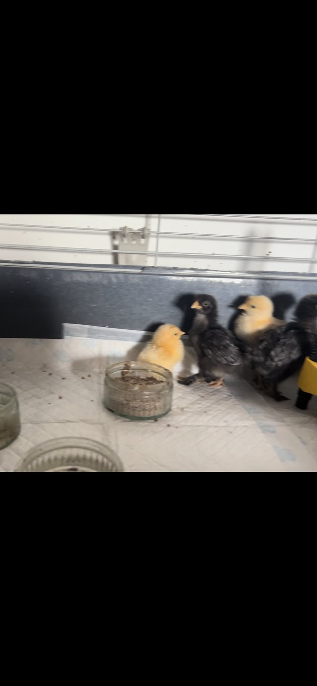 Preview of the first image of ** Pekin bantam chicks **.