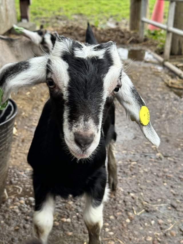 Preview of the first image of British Alpine billy goat kid.