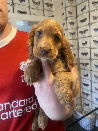 Image 15 of 1 left! Gorgeous Cocker spaniel puppies ready now.