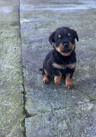 Image 10 of Rottweiler puppies home reared family pets