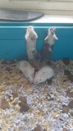 Image 3 of 4 month old Female mice for sale