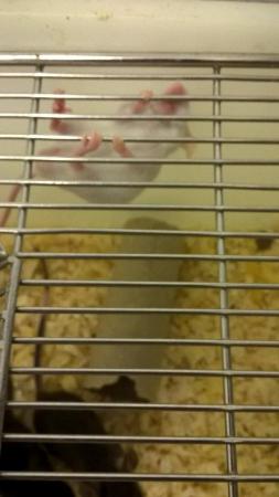 Image 4 of 6 week old mice for sale! Male and Females