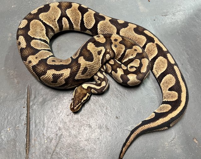 Preview of the first image of Female Lemon Pastel Het Ghost Ball Python.