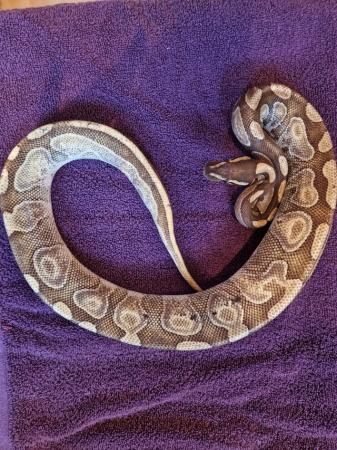 Image 5 of Various Royal Pythons for Rehoming