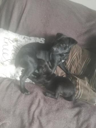 Image 4 of Patterdale terrier pups ready now little livewires