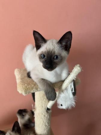 Image 1 of Siamese kittens,ready now only 3 boys left