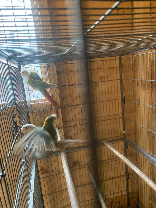 Preview of the first image of Pair of proven pineapples conures.
