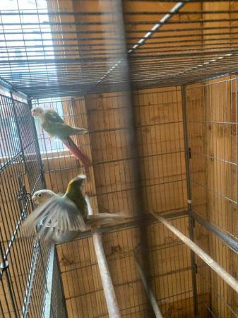Image 1 of Pair of proven pineapples conures