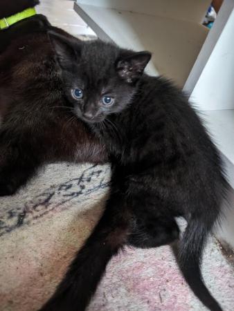 Image 2 of Beautiful black, tabby and brown kittens for sale!