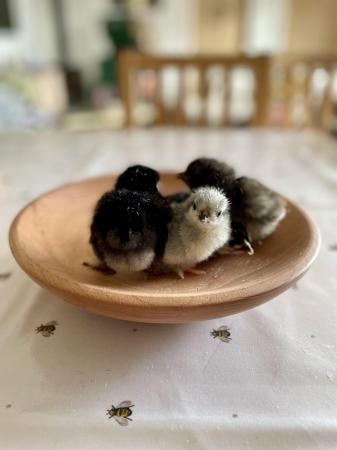 Image 1 of Chicks - Freshly Hatched to a Month Old