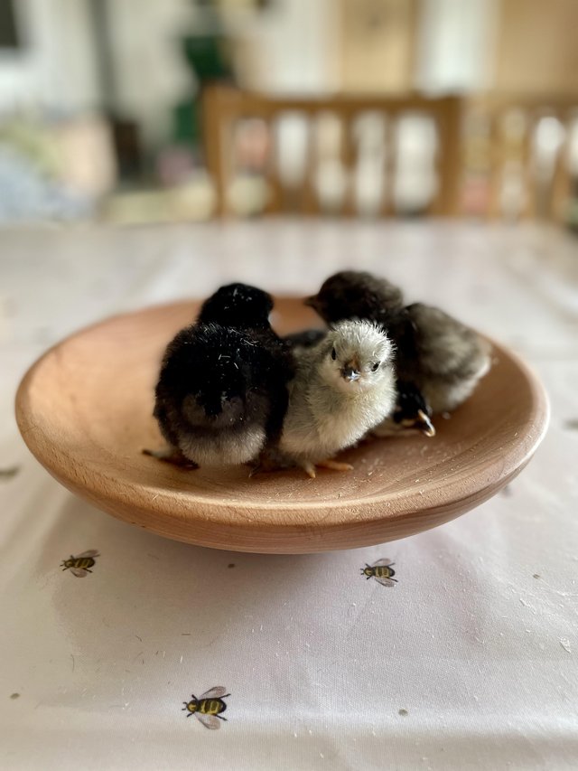 Preview of the first image of Chicks - Freshly Hatched to a Month Old.
