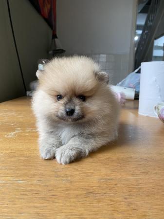 Image 1 of Teddy face Pomeranian puppies