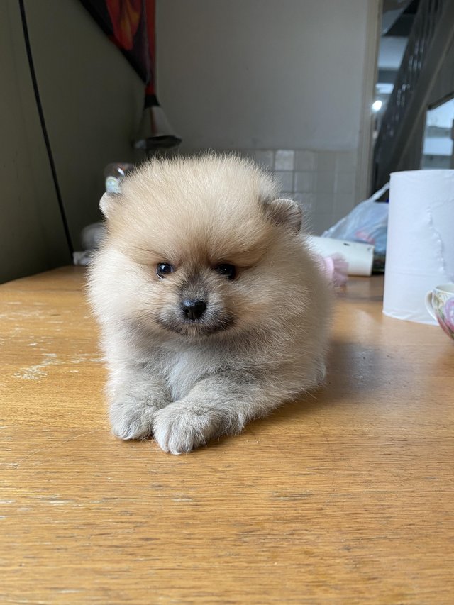 Preview of the first image of Teddy face Pomeranian puppies.
