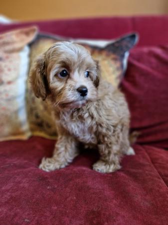 Image 18 of Adorable F1b multicolour cavapoo pups. health tested parents