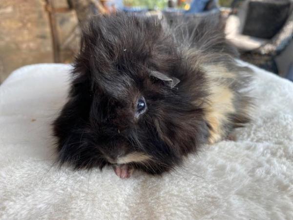 Image 29 of Beautiful long haired very friendly  baby boy guinea pigs