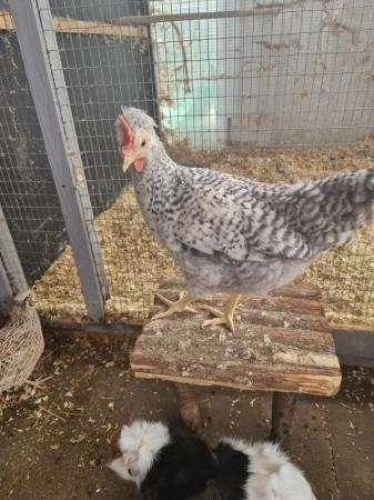 Image 2 of crested legbar rooster available