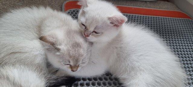 Image 1 of Pedigree british shorthair kittens