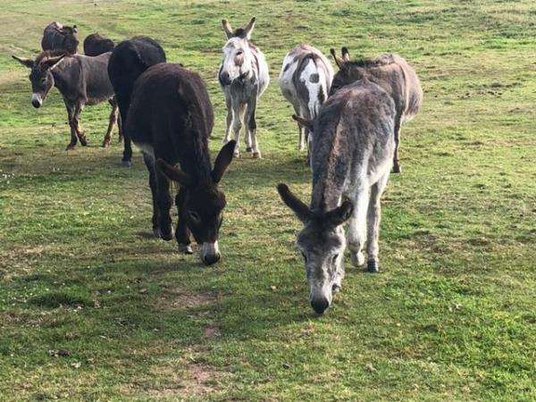 Image 1 of Donkey rescue in Shropshire