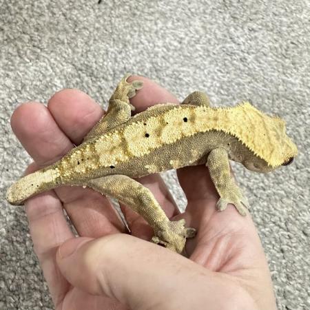 Image 6 of CRESTED GECKOS FOR SALE! MALE & FEMALE MORPHS AVAILABLE